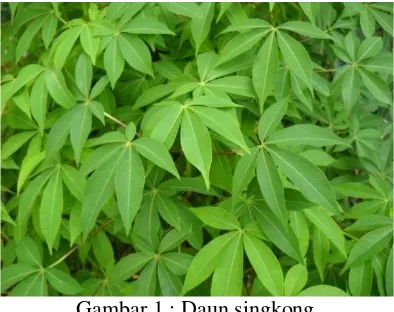 Gambar 1 : Daun singkong 