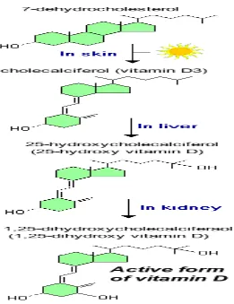Gambar  2.1  :  Mekanisme  sintesis  vitamin  D  dari  paparan  sinar  matahari