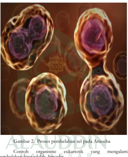 Gambar 2. Proses pembelahan sel pada Amoeba