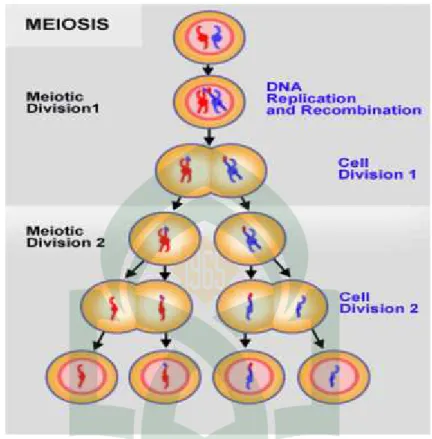 Gambar 4. Pembelahan Meiosis B. Pembelahan Mitosis