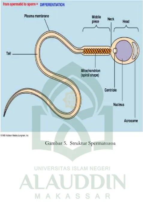 Gambar 5.  Struktur Spermatozoa