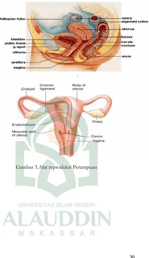 Gambar 3.Alat reproduksi Perempuan