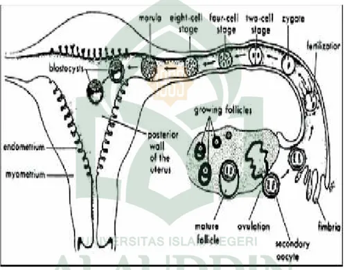 Gambar 2. Siklus ovarium, fertilisasi dan perkembangan embrio yang terjadi selama minggu pertama setelah konsepsi