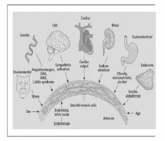 Gambar 2.10. Mekanisme Patofisiologi dari Hipertensi. (Muchid et al, 2006) 