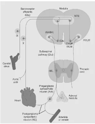 Gambar 2.2. Skema Jalur yang Terlibat dalam Pengaturan Tekanan Darah oleh Medulla              