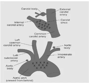Gambar 2.3. Daerah Baroreseptor di Sinus Karotikus dan Arkus Aorta. (Ganong, 2008) 