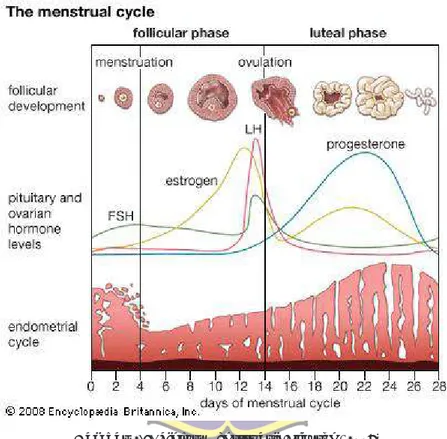 Gambar 2.4. Siklus Menstruasi (Clayton, 2008)