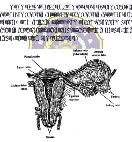 Gambar 2.1. Organ reproduksi perempuan (Bobak, 2004)