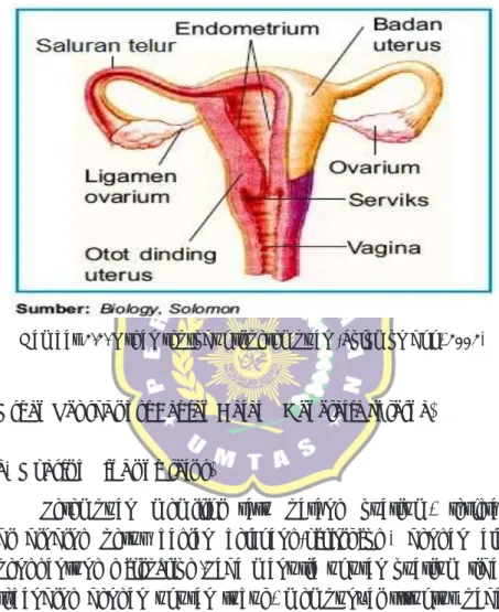 Gambar 2.2. Organ reproduksi perempuan (Solomon dkk, 2002)
