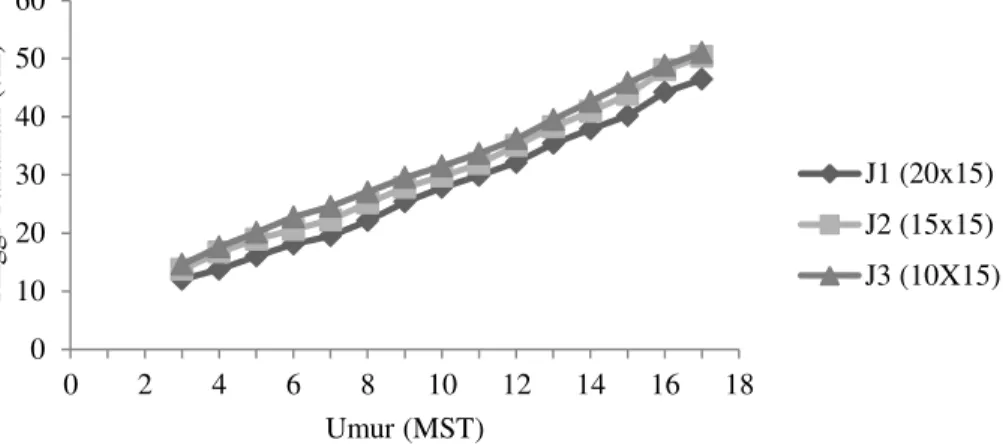 Gambar 1. Grafik tinggi tanaman bawang sabrang 3-17 MST pada perlakuan jarak tanam 
