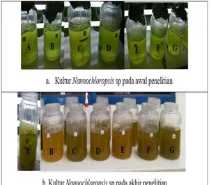 Gambar  2  memperlihatkan  perbedaan  warna  pada  setiap  perlakuan, dimana semakin tinggi dosis  amonium  sulfat  yang  diberikan  maka  akan  menyebabkan  semakin  tingginya  kepadatan  sel  Nannochloropsis  sp  sehingga  menghasilkan  warna  hijau  yan