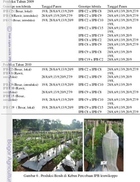 Gambar 6 . Produksi Benih di Kebun Percobaan IPB leuwikoppo 