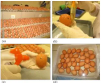 Gambar 3.2 Aplikasi ekstrak propolis pada telur (a) dengan metode kuas (b),  semprot (c) dan pencelupan (d) 