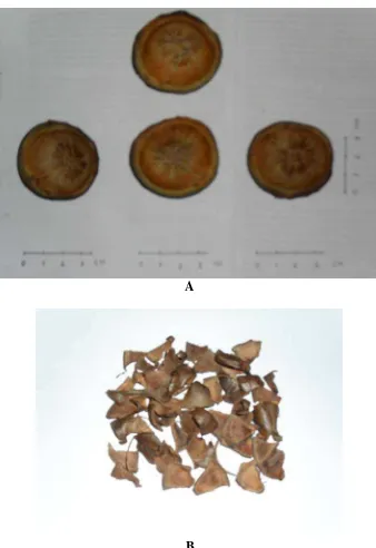 Gambar 4. Kulit Buah Jengkol Segar dan Simplisia Kulit Buah Jengkol 