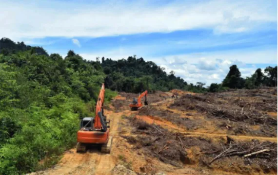 Gambar 4. Replanting 
