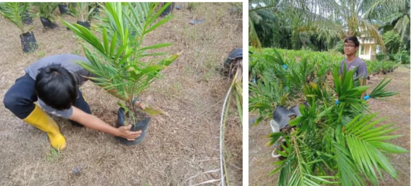Gambar 10. Pengangkutan kelapa sawit 