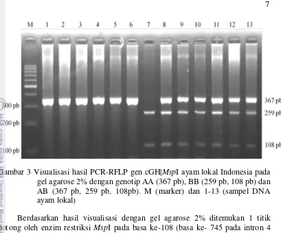 Gambar 3 Visualisasi hasil PCR-RFLP gen cGH|MspI ayam lokal Indonesia pada 