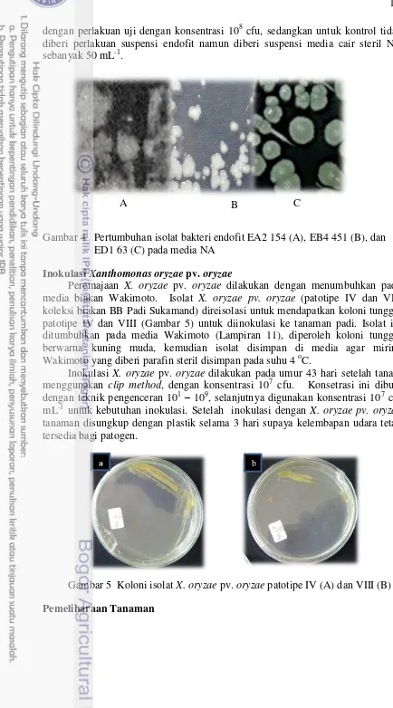 Gambar 4 Pertumbuhan isolat bakteri endofit EA2 154 (A), EB4 451 (B), dan 