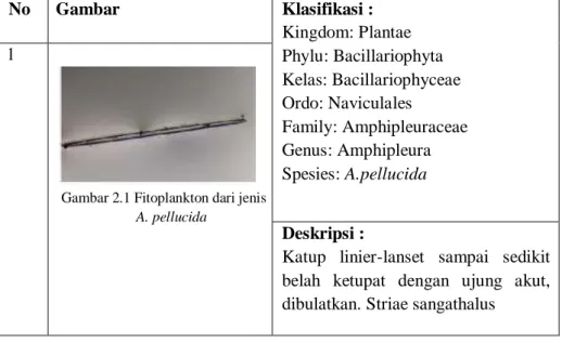 Tabel 2.2 Fitoplankton dan klasifikasinya 