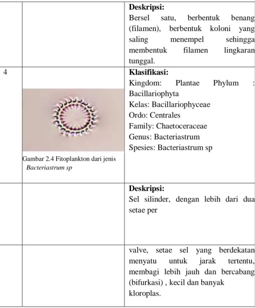 Gambar 2.4 Fitoplankton dari jenis  Bacteriastrum sp 