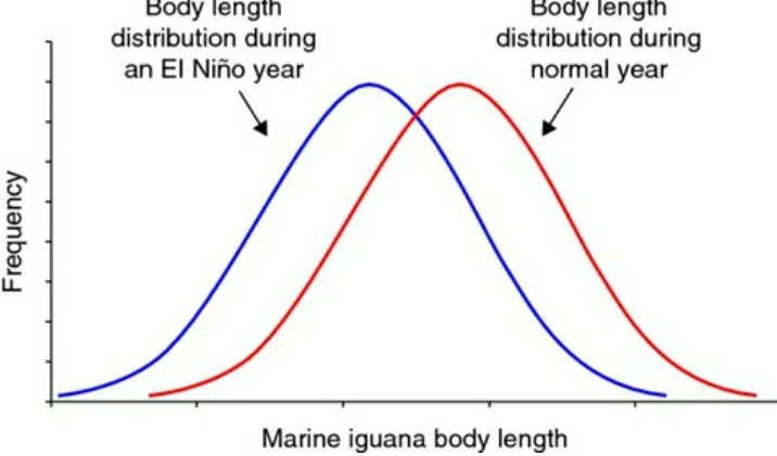 Figure 2.1 Frequency distribution of the body length of the marine iguana during anormal year and an El Niño year.