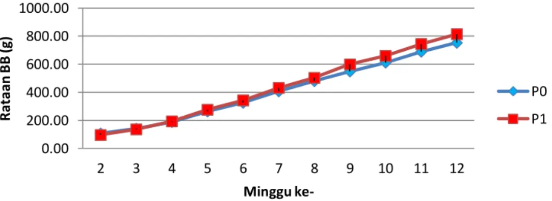 Gambar  2.  Grafik  rataan  berat  badan  mingguan  ayam  Ketarras  (P0)  dan  ayam  Arab  (P1)  selama penelitian
