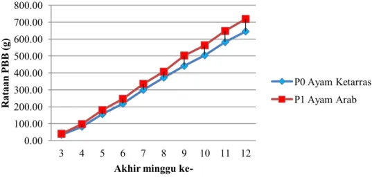 Gambar 3. Grafik pertambahan berat badan kumulatif kedua ayam Ketarras dan ayam Arab.  Terlihat  pada  Gambar  3.bahwa, 