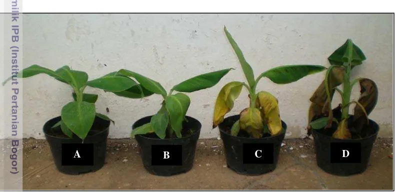 Gambar 3 Perkembangan gejala penyakit darah pada pisang ‘Cavendish’ : daun 