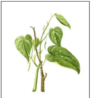 Gambar 2.1 Sirih hijau (Piper betle L.) (Dwivedi dan shalini, 2014) 