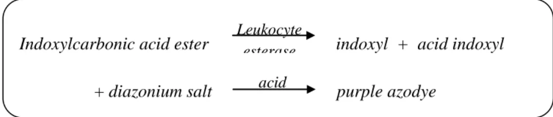 Gambar  1.  Reaksi  kimia  uji  dipstik  urin  pada  pemeriksaan  leukosit  esterase 40,41 