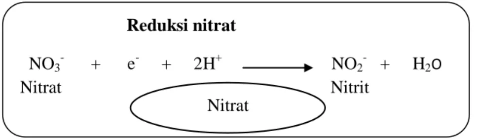Gambar 2. Reduksi nitrat menjadi nitrit 44 