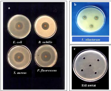 Gambar 6 :   Zona hambat ekstrak etil asetat biji atung pada berbagai bakteri uji                       ( jumlah ekstrak per sumur 64,1 mg)