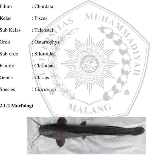 Gambar 1.Ikan Lele Mutiara (Clarias sp)  Sumber :https://www.google.co.id 