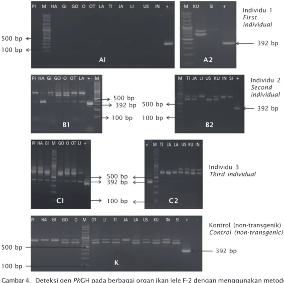 Gambar 4. Deteksi gen PhGH pada berbagai organ ikan lele F-2 dengan menggunakan metode PCR; A1