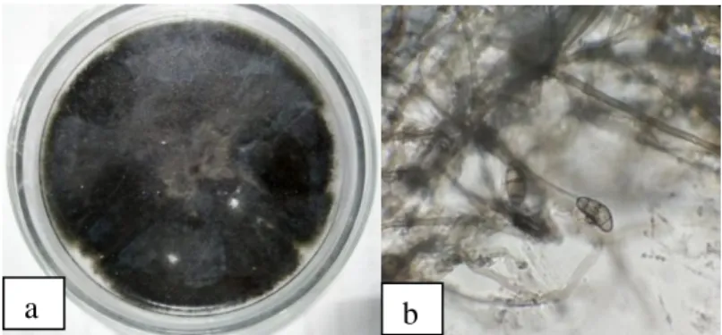 Gambar  1.  Jamur  Curvularia  lunata  hasil  eksplorasi.  Keterangan:  a)  koloni  jamur  pada  medium PDA, b) konidium pada perbesaran 400x (Sumber: Dokumentasi  Pribadi)