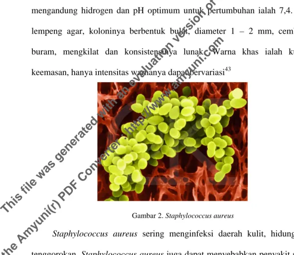 Gambar 2. Staphylococcus aureus