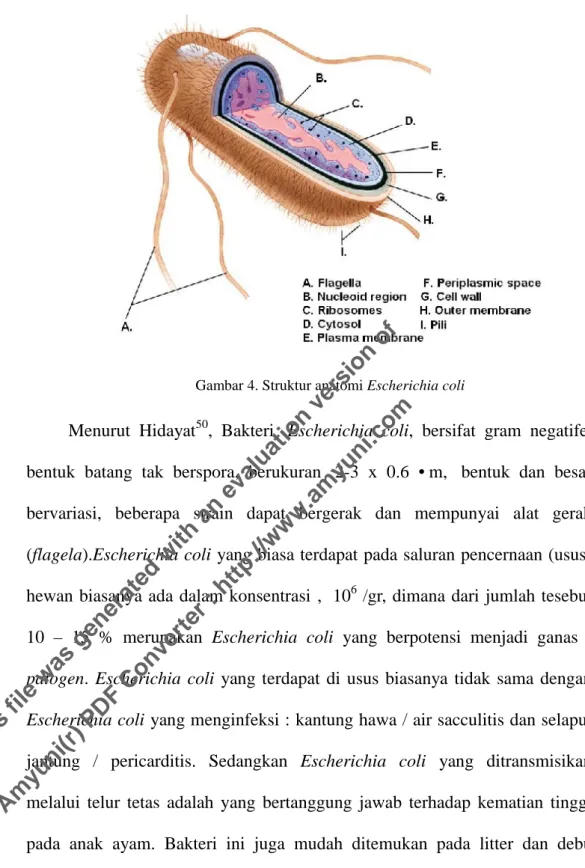 Gambar 4. Struktur anatomi Escherichia coli