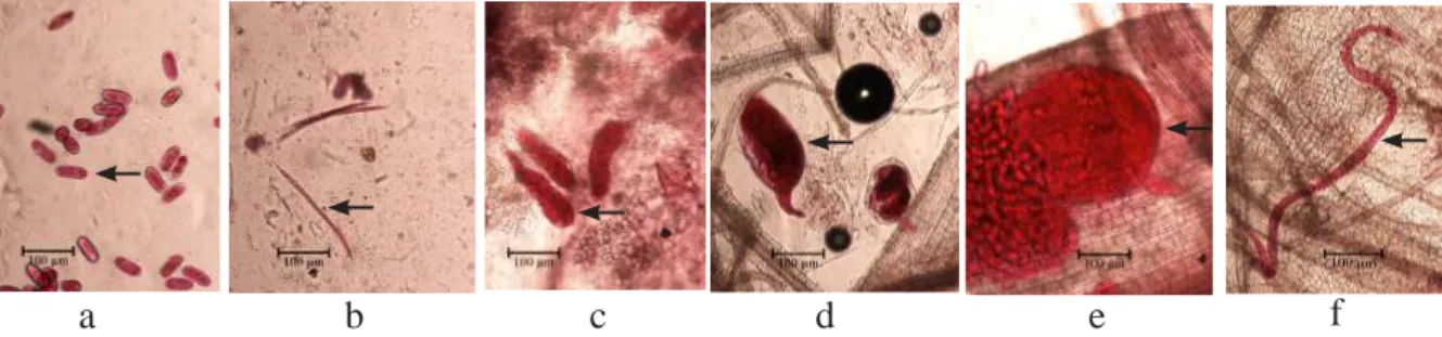 Gambar 2  Identifikasi nematoda puru akar (NPA) pada akar tanaman padi dengan perbesaran  mikroskop cahaya 40×