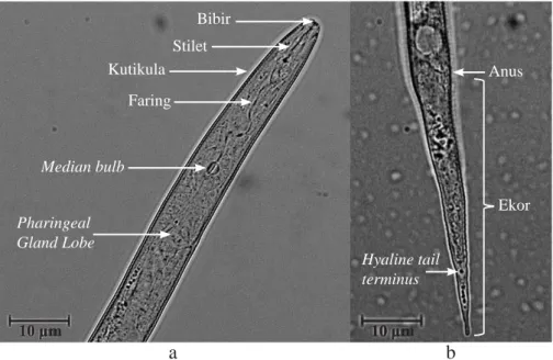 Gambar 3  Morfologi larva instar ke-2 Meloidogyne graminicola dari akar tanaman padi dengan  perbesaran mikroskop cahaya 1000×