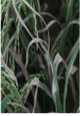 Gambar 3. Becak abu-abu kekuningan pada tepi daun tanaman padi (IRRI, 2014). 