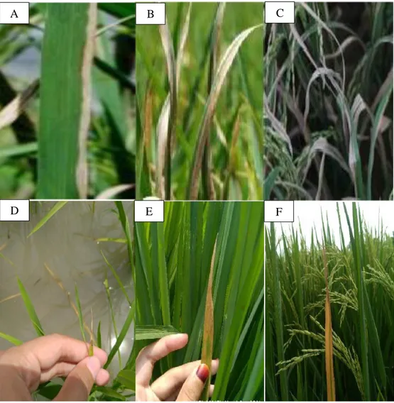 Gambar 4. Kesamaan gejala penyakit HDB IRRI 2014 (A) fase vegetatif (B) fase  generatif  (C)  fase  pematangan  pada  tanaman  padi  dengan  pengamatan  di  lapangan (D) fase vegetatif (E) fase generatif (F) fase pematangan pada tanaman  padi