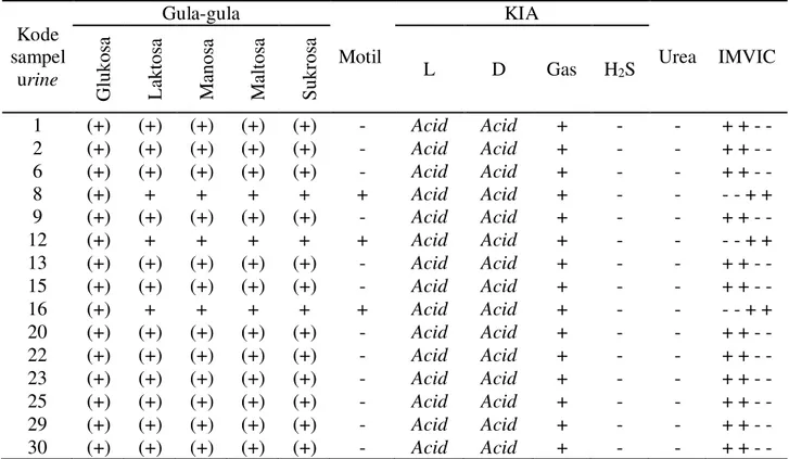 Tabel 2. Hasil pengamatan kultur pada media biokimia   Kode  sampel  urine  Gula-gula  Motil  KIA  Urea  IMVIC  Glukosa Laktosa  Manosa Maltosa Sukrosa  L  D  Gas  H 2 S  1  (+)  (+)  (+)  (+)  (+)  -  Acid  Acid +  -  -  + + - -  2  (+)  (+)  (+)  (+)  (+
