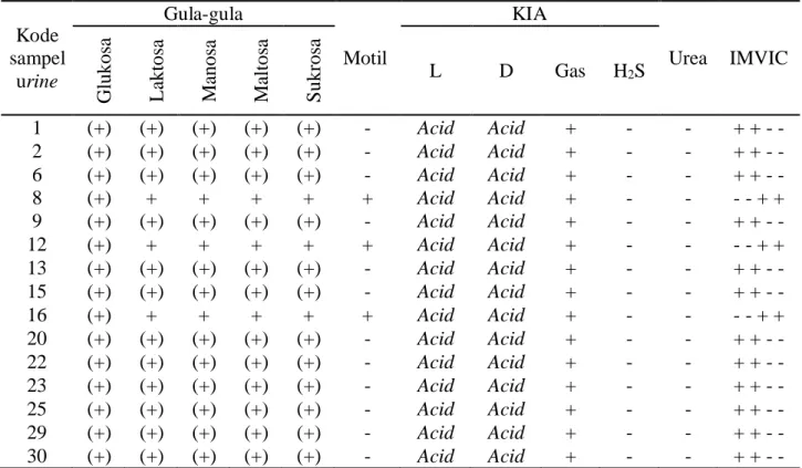 Tabel 2. Hasil pengamatan kultur pada media biokimia   Kode  sampel  urine  Gula-gula  Motil  KIA  Urea  IMVIC  Glukosa Laktosa  Manosa Maltosa Sukrosa  L  D  Gas  H 2 S  1  (+)  (+)  (+)  (+)  (+)  -  Acid  Acid  +  -  -  + + - -  2  (+)  (+)  (+)  (+)  (