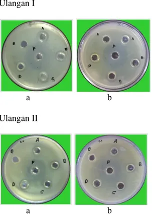 Tabel  2.  Diameter  zona  hambat  minyak  atsiri  terhadap  pertumbuhan  bakteri  Escherichia  coli  dengan  masa inkubasi 24 jam hingga 48 