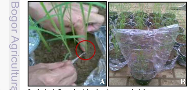 Gambar 4 Inokulasi R. solani ke bagian pangkal batang tanaman padi (A) dan 