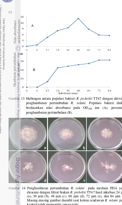 Gambar 14 Penghambatan pertumbuhan R. solani  pada medium PDA yang diracuni dengan filtrat biakan R