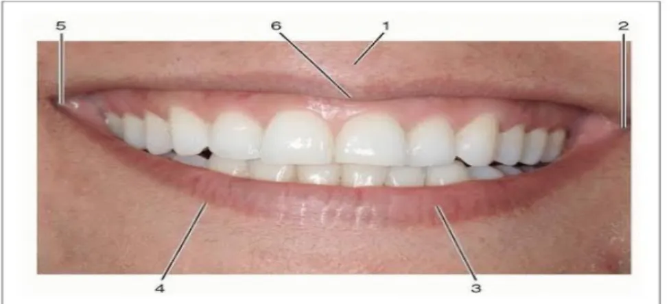 Gambar 2.1 Anatomi Bibir  (Sumber   : Hamzah,2014 )    Anatomi bibir terdiri dari : 