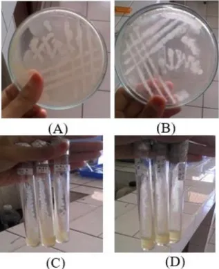 Gambar  1.  Isolat  bakteri  pada  HgCl  0,2  ppm:  (A)  Isolat A1; (B) Isolat A2. 