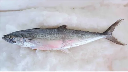 Gambar 1. Ikan tenggiri (Scomberomorus commersoni)  2.4 Pengertian Ikan Tenggiri dan Morfologi Ikan Tenggiri 