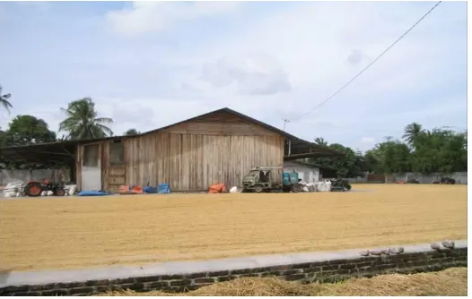 Gambar 2.2. Pengeringan padi dengan lantai jemur 
